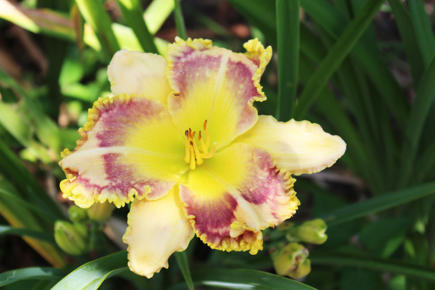 The Daylily Man: Returned Claremore native shares a lifetime of memories in thousands of blooms